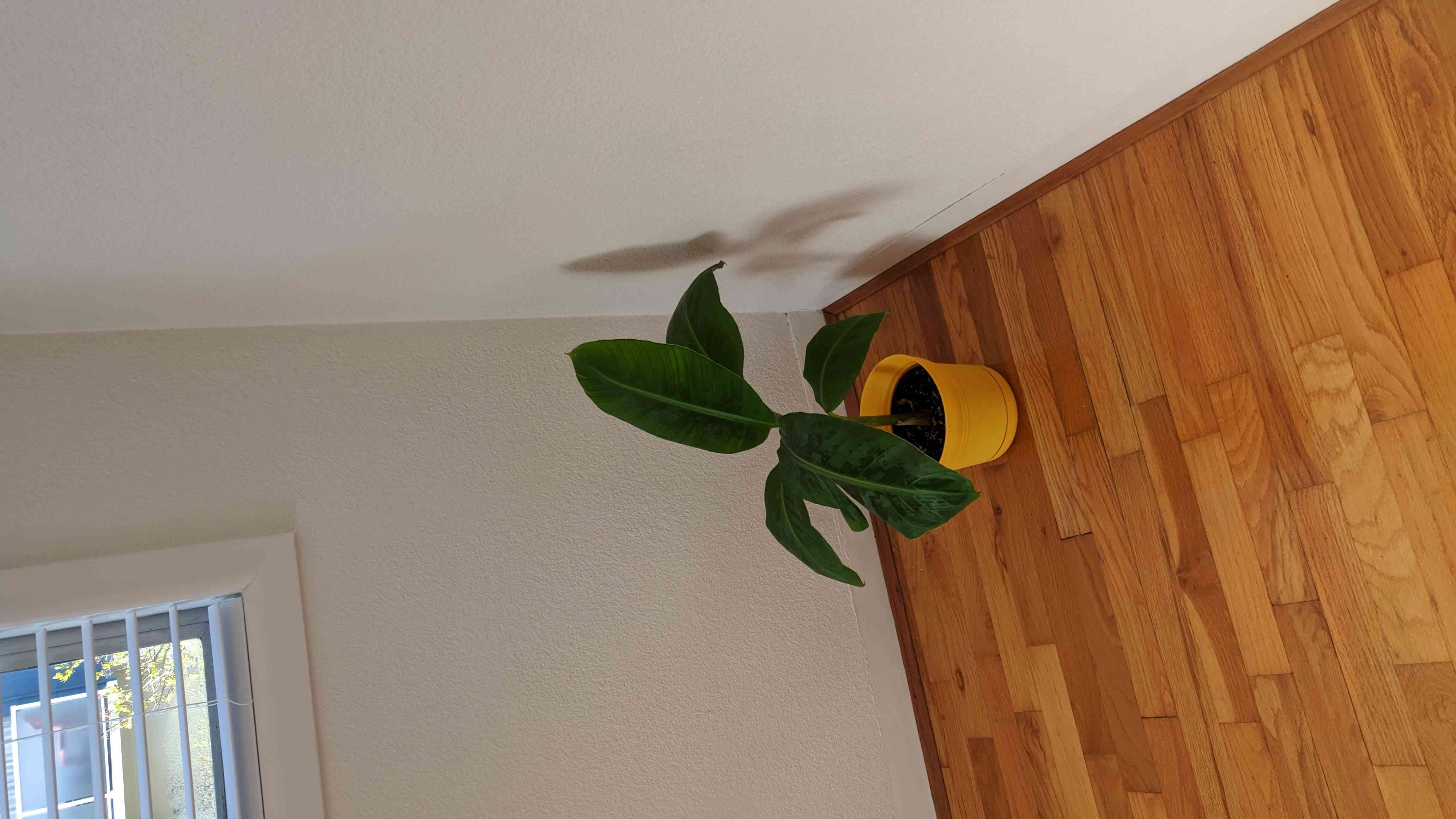 Banana Plant
