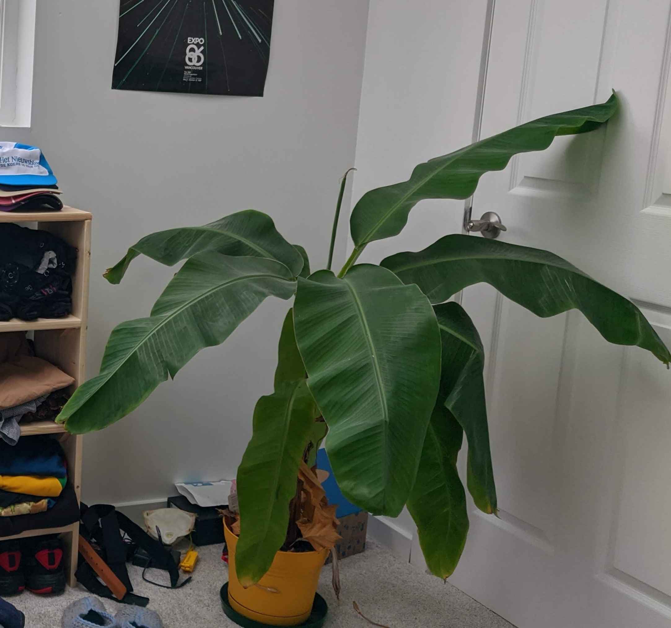 Banana Plant