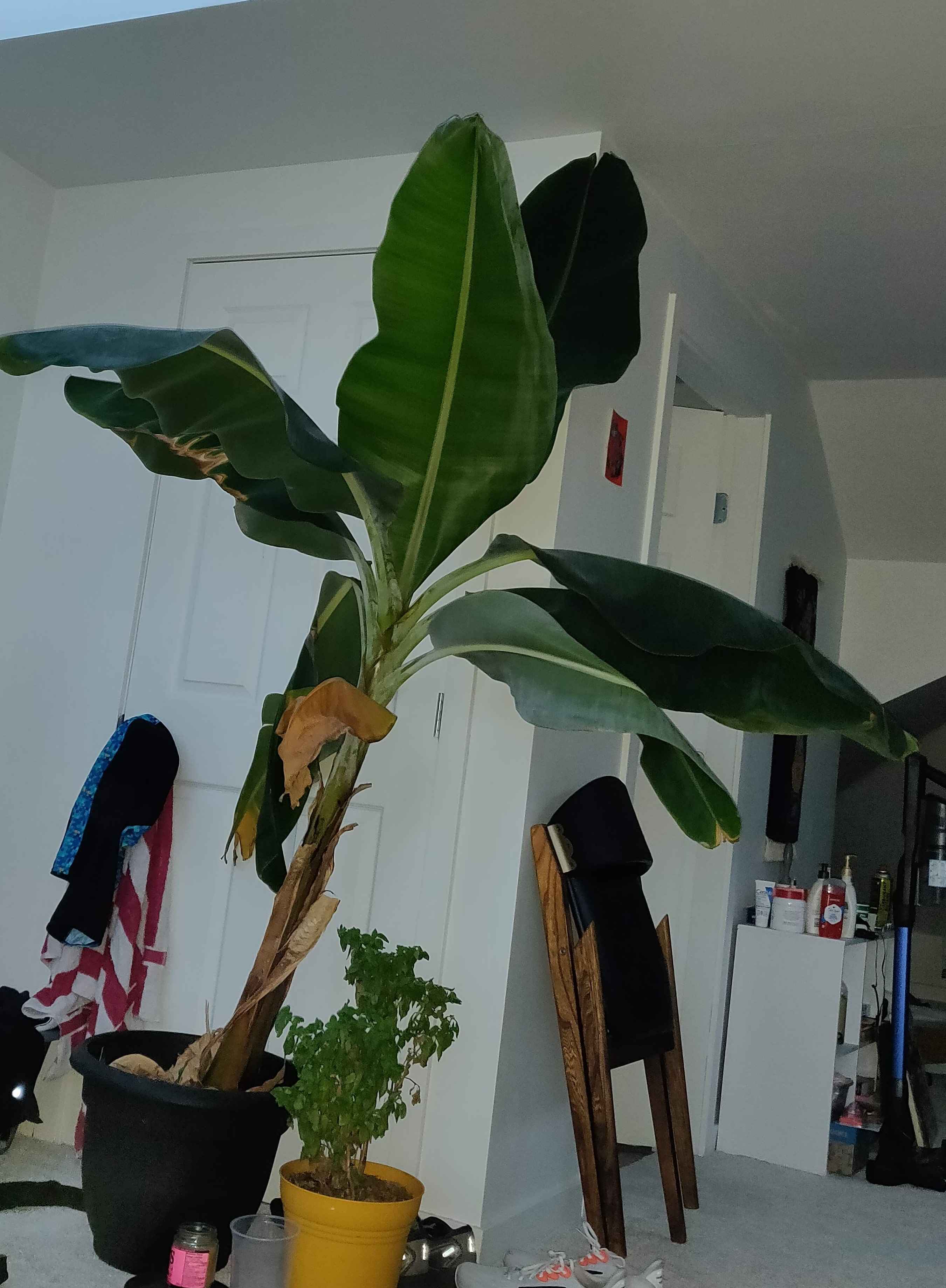 Banana Plant